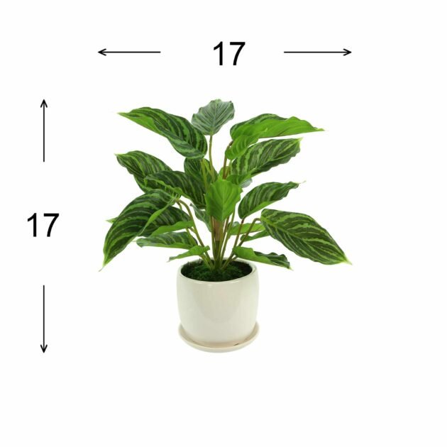 Rohdea Japonica Bush in a Ceramic Pot - Image 5