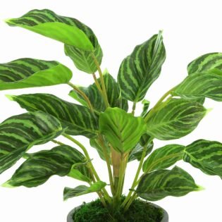 Rohdea Japonica Bush in Fiberstone Pot - Image 3