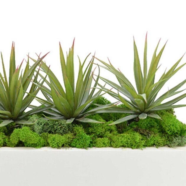 Spiked Cactus Arrangement in Rectangular Planter - Image 4