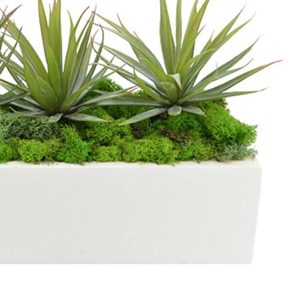 Spiked Cactus Arrangement in Rectangular Planter - Image 3