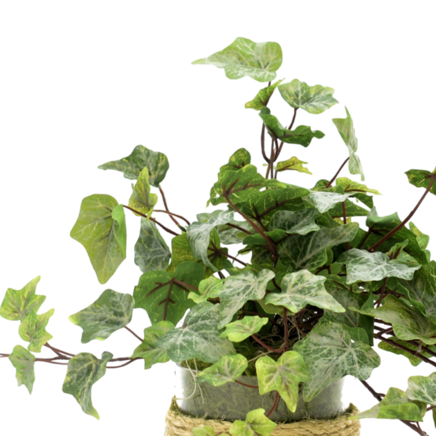 Ivy in Glass Vase - Image 4