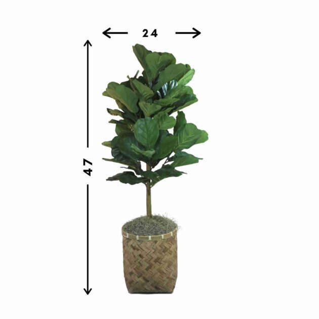Fiddle Tree in Basket Weave Planter - Image 3