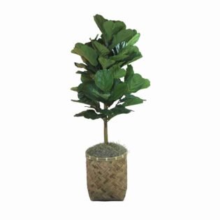 Fiddle Tree in Basket Weave Planter