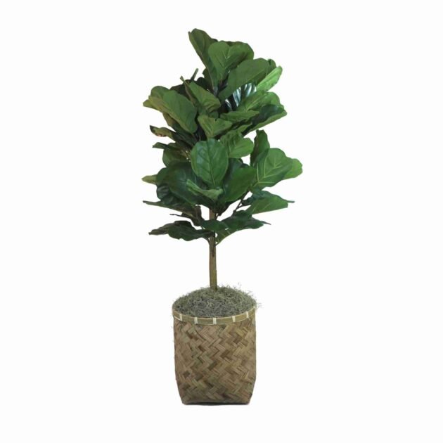 Fiddle Tree in Basket Weave Planter