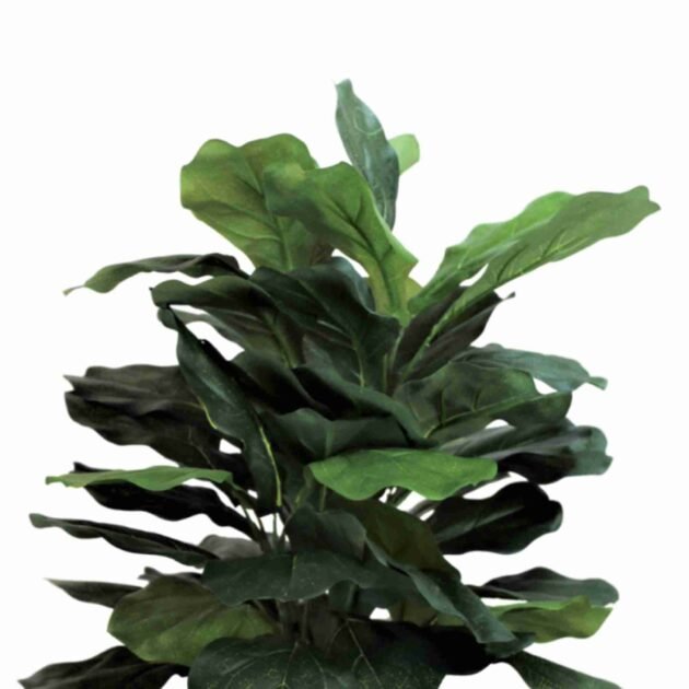 Fiddle Leaf Plant in White Pot - Image 4