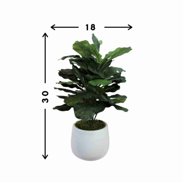 Fiddle Leaf Plant in White Pot - Image 3