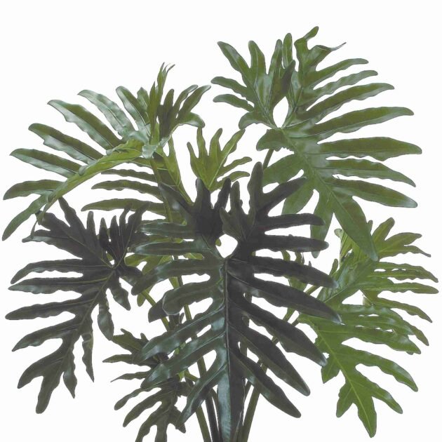 Philodendron Drop-In - Image 3