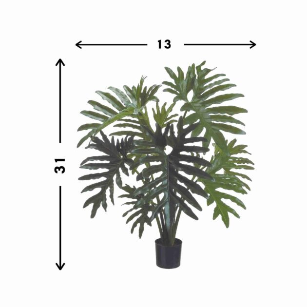Philodendron Drop-In - Image 2