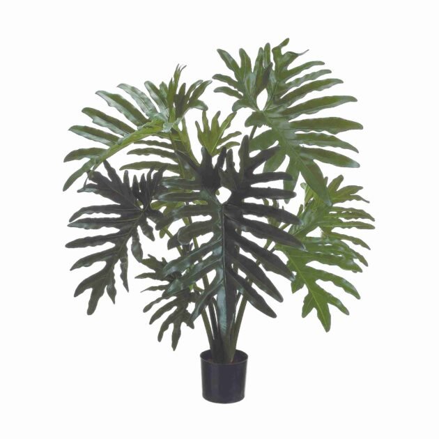 Philodendron Drop-In