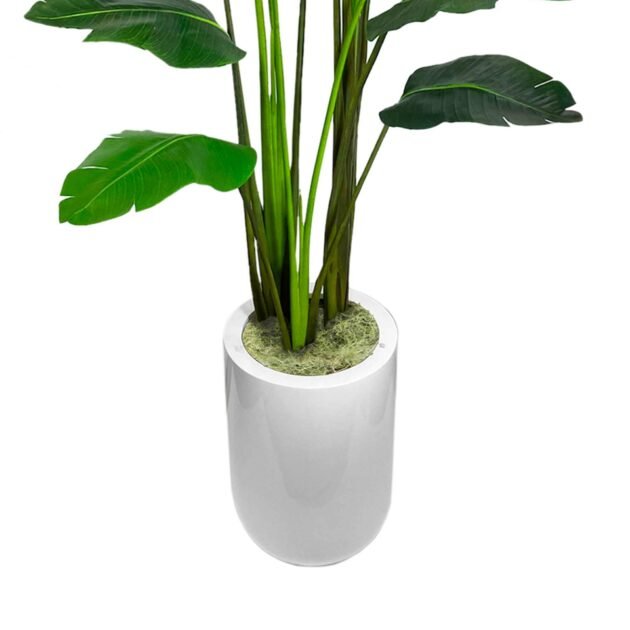 5.5' Bird of Paradise in Fiberstone Pot - Image 4