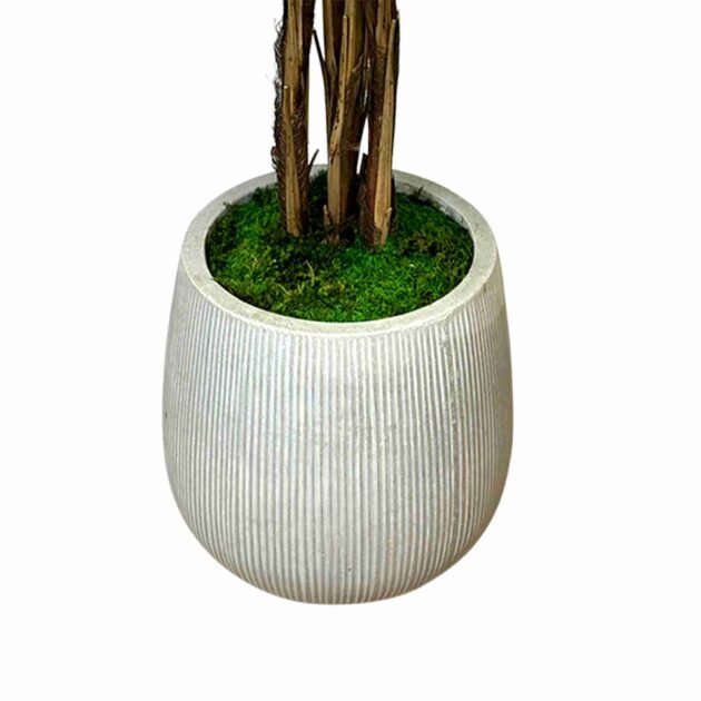 5.5' Raphis Tree in Gray Fiberstone Pot - Image 3