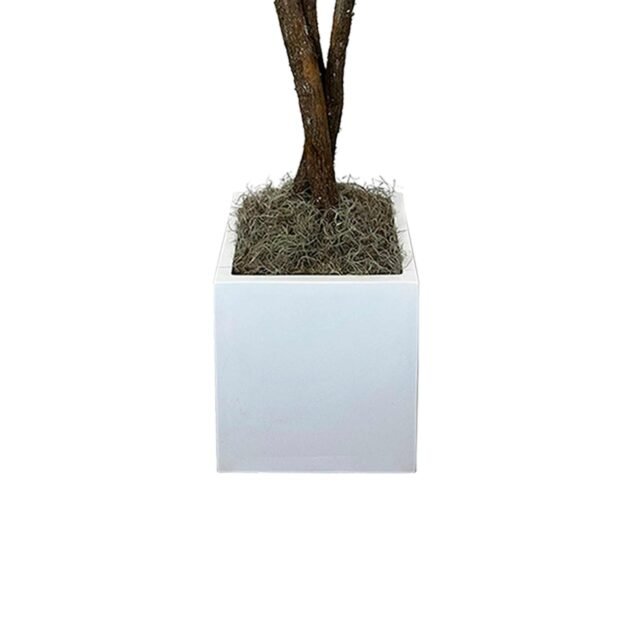 Myrtle Tree in Square Fiberstone Pot - Image 6