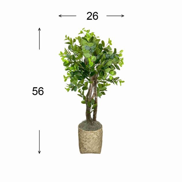 4.5' Oriental Ficus in Bamboo Planter - Image 3
