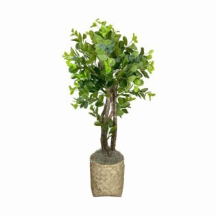 4.5' Oriental Ficus in Bamboo Planter