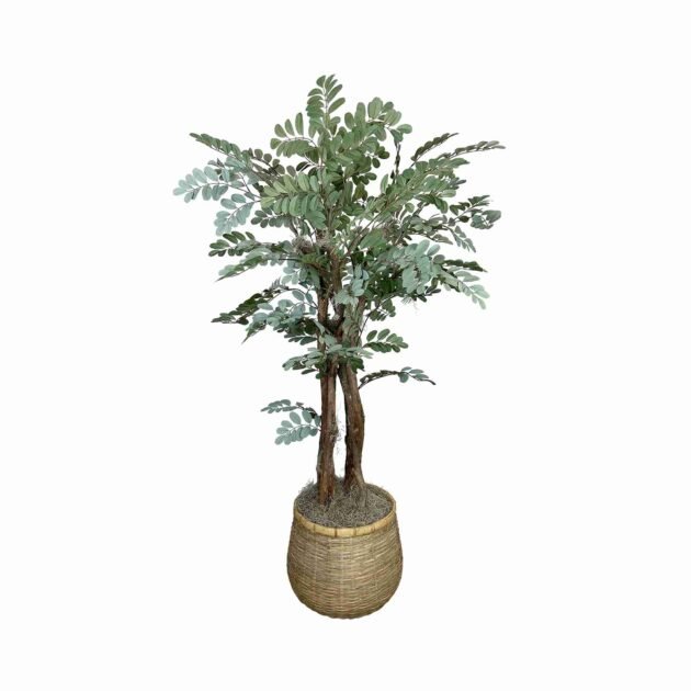 4.5' Moringa Oleifera Tree in Bamboo Planter