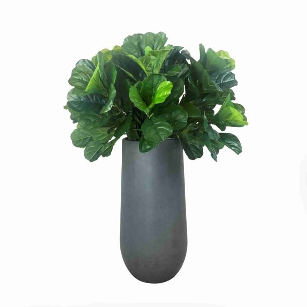 Fiddle Leaf in Gray Fiberstone Planter