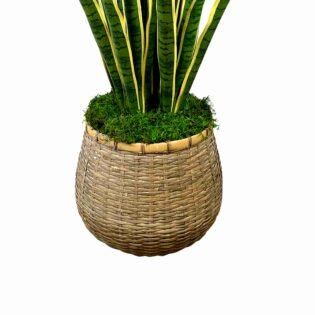 Snake Plant in Bamboo Planter with Moss - Image 5