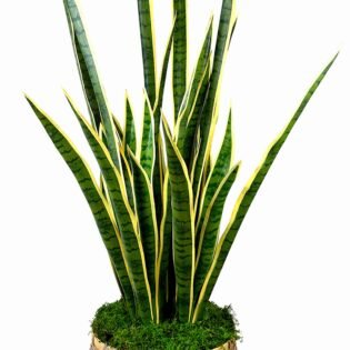 Snake Plant in Bamboo Planter with Moss - Image 4