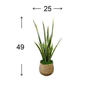 Snake Plant in Bamboo Planter with Moss - Image 3