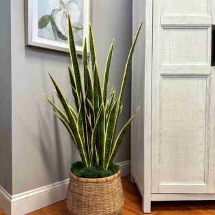 Snake Plant in Bamboo Planter with Moss - Image 2