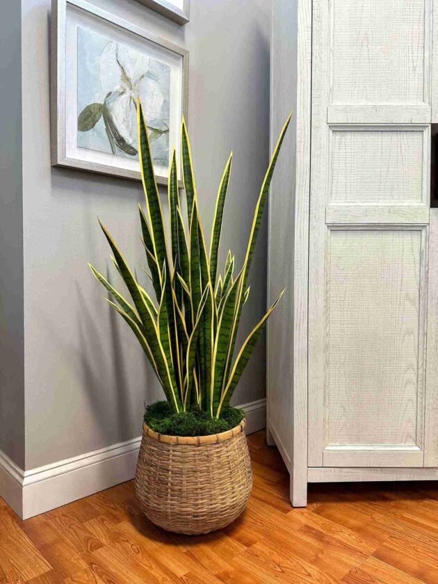 Snake Plant in Bamboo Planter with Moss - Image 2