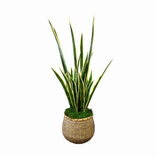 Snake Plant in Bamboo Planter with Moss