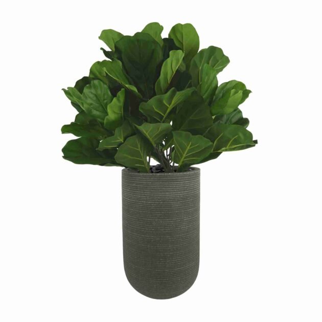 Fiddle Leaf Tree in Ribbed Fiberstone Planter
